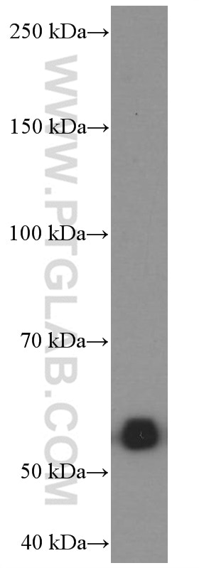 Western Blot (WB) analysis of RAW 264.7 cells using SKAP2 Monoclonal antibody (66367-1-Ig)