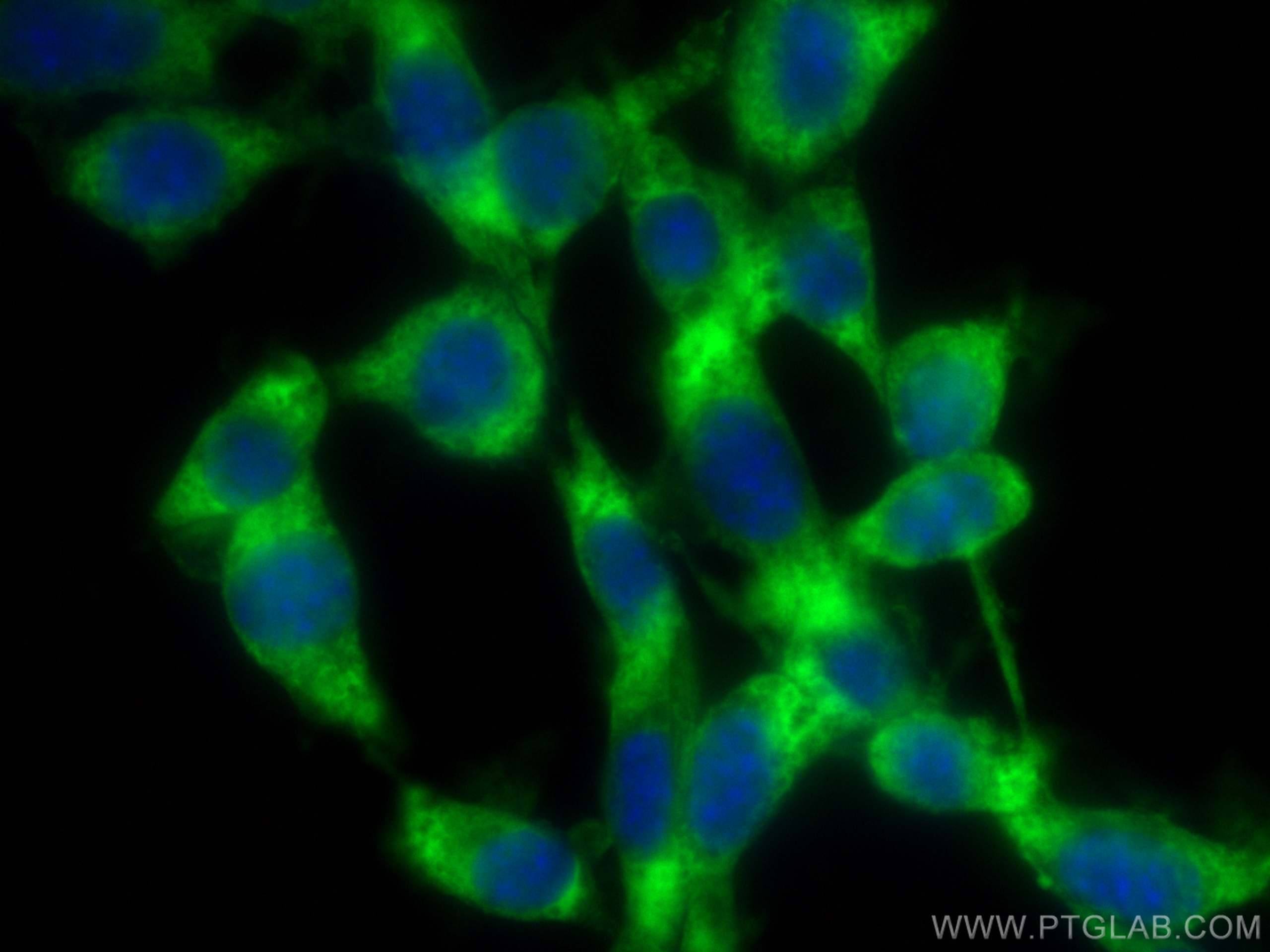 Immunofluorescence (IF) / fluorescent staining of NIH/3T3 cells using CoraLite® Plus 488-conjugated SKAP2 Monoclonal ant (CL488-66367)