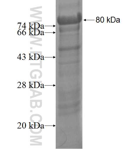 SKAP55,SKAP1 fusion protein Ag6333 SDS-PAGE