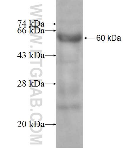SKAP55,SKAP1 fusion protein Ag6467 SDS-PAGE