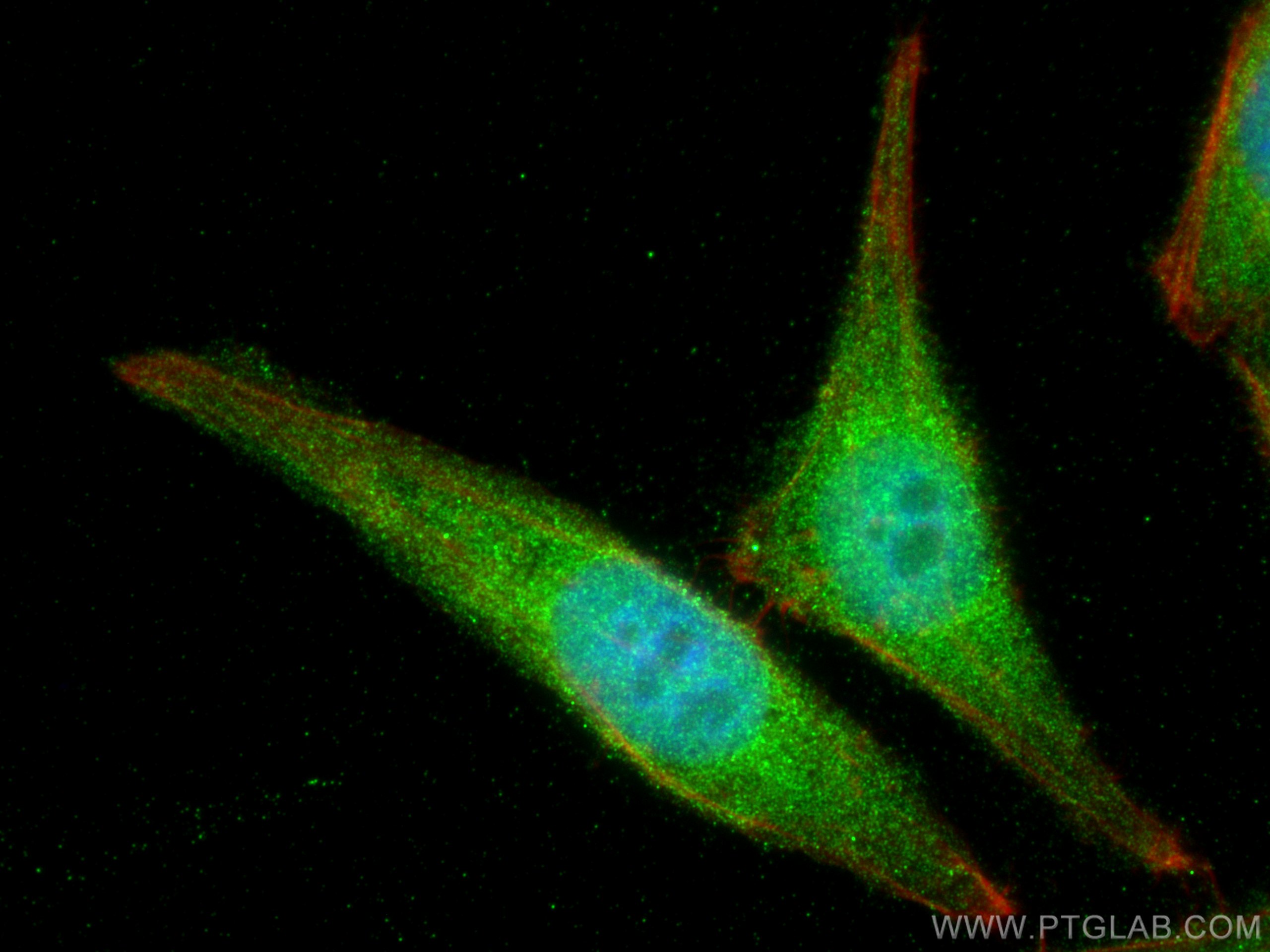 Immunofluorescence (IF) / fluorescent staining of HepG2 cells using SKIL Polyclonal antibody (19218-1-AP)