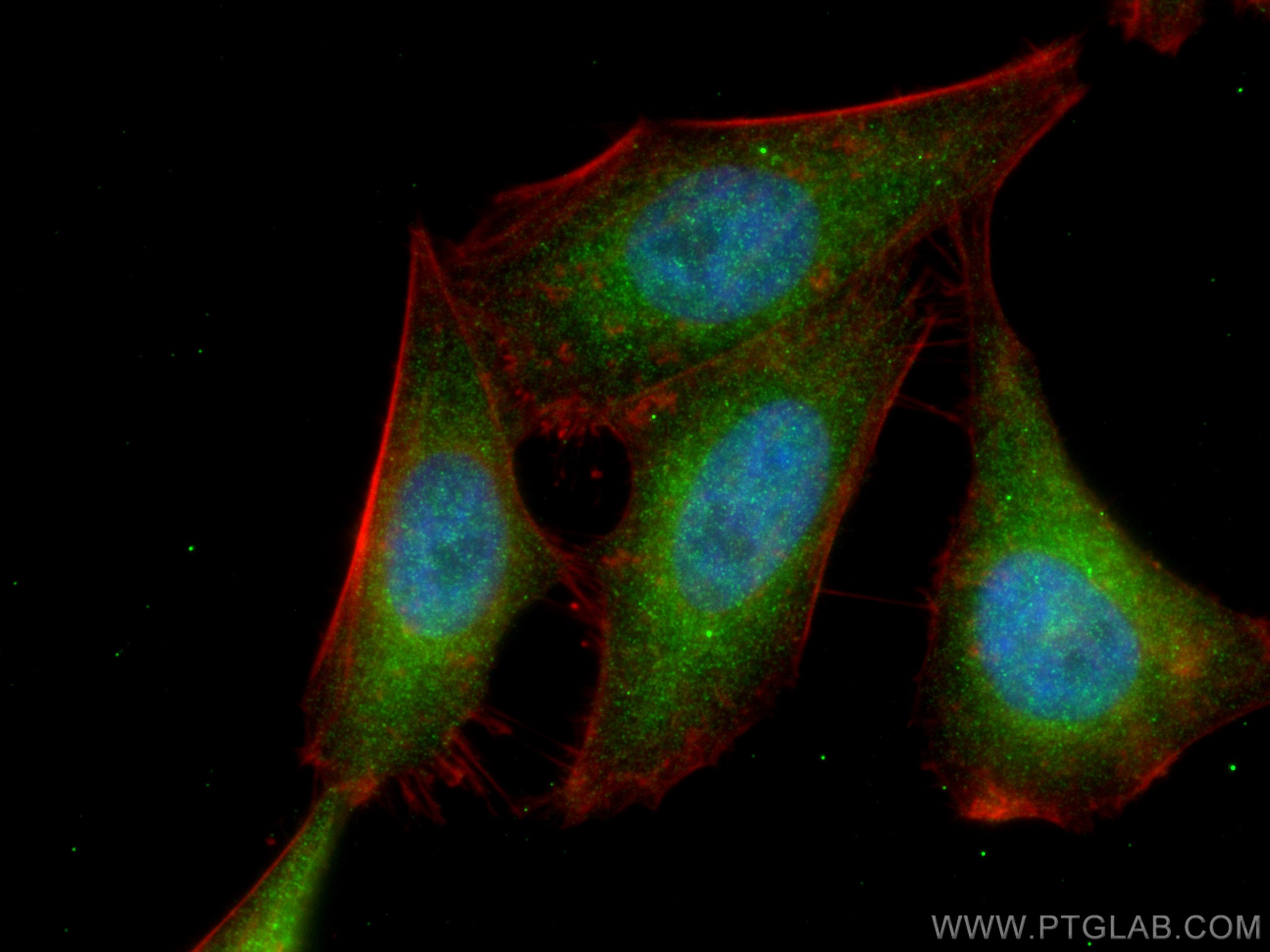 Immunofluorescence (IF) / fluorescent staining of HepG2 cells using SKIL Polyclonal antibody (19218-1-AP)