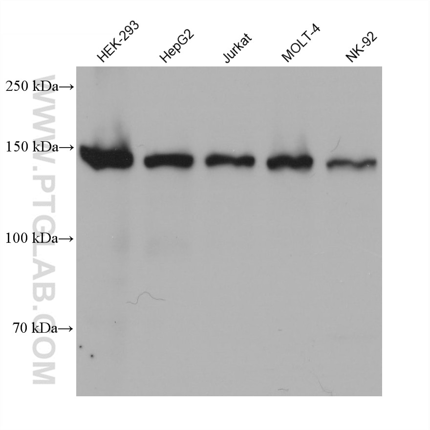 Western Blot (WB) analysis of various lysates using SKIV2L Monoclonal antibody (68547-1-Ig)