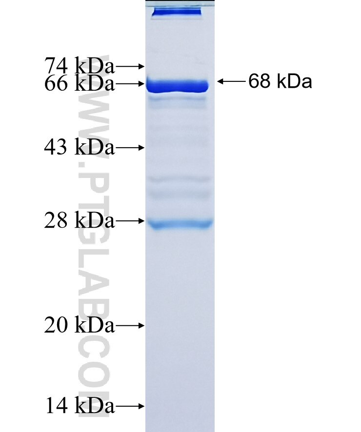 SKIV2L fusion protein Ag1977 SDS-PAGE