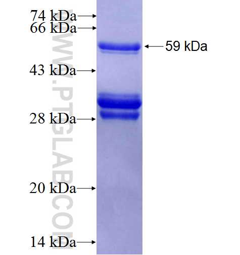 SKIV2L2 fusion protein Ag3414 SDS-PAGE