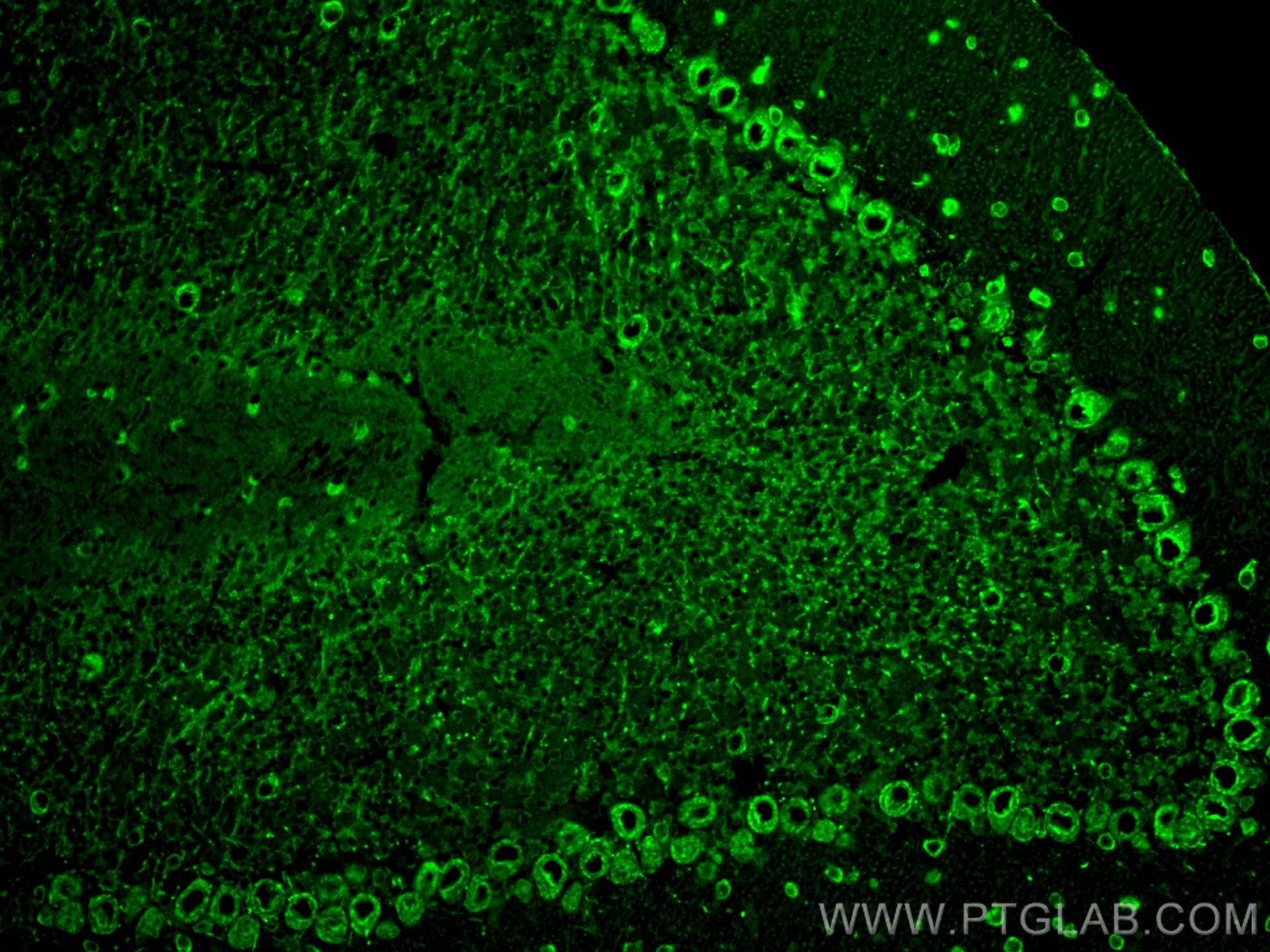 Immunofluorescent analysis of (4% PFA) fixed paraffin-embedded mouse cerebellum tissue using SKOR2 antibody (55370-1-AP) at dilution of 1:200 and CoraLite®488-Conjugated Goat Anti-Rabbit IgG(H+L). Heat mediated antigen retrieval with Tris-EDTA buffer (pH 9.0). Immunofluorescence (IF) / fluorescent staining of mouse cerebellum tissue using SKOR2 Polyclonal antibody (55370-1-AP)