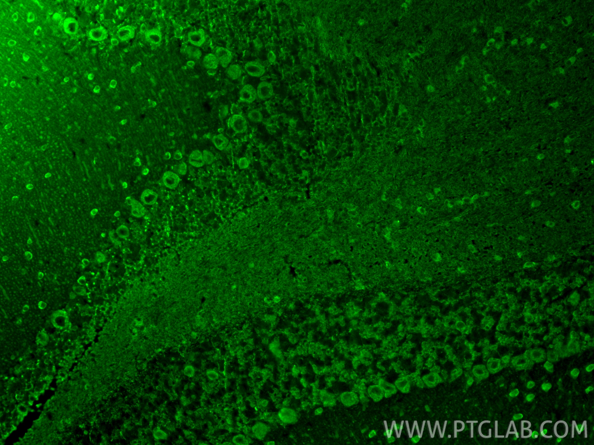 Immunofluorescence (IF) / fluorescent staining of mouse cerebellum tissue using SKOR2 Polyclonal antibody (55370-1-AP)
