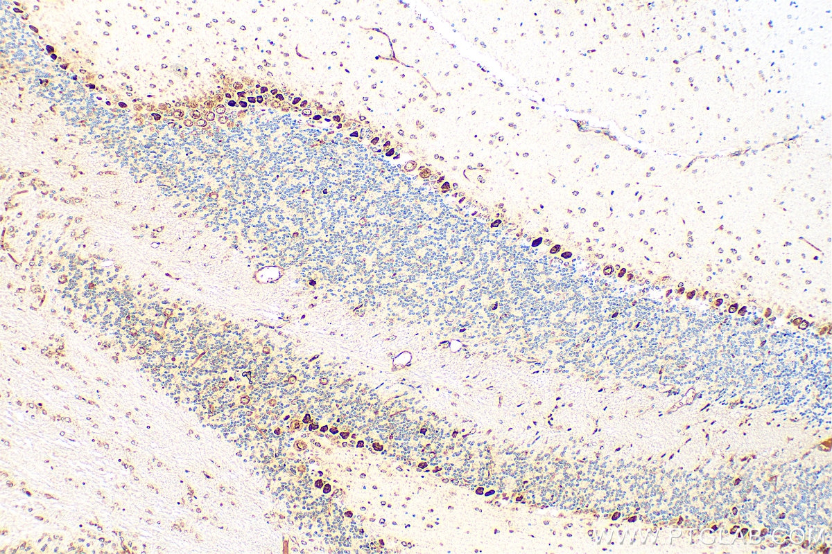 Immunohistochemistry (IHC) staining of mouse cerebellum tissue using SKOR2 Polyclonal antibody (55370-1-AP)