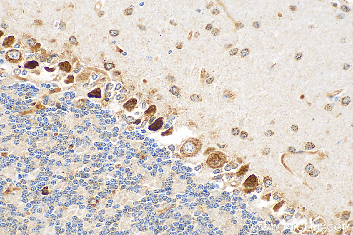 IHC staining of mouse cerebellum using 55370-1-AP