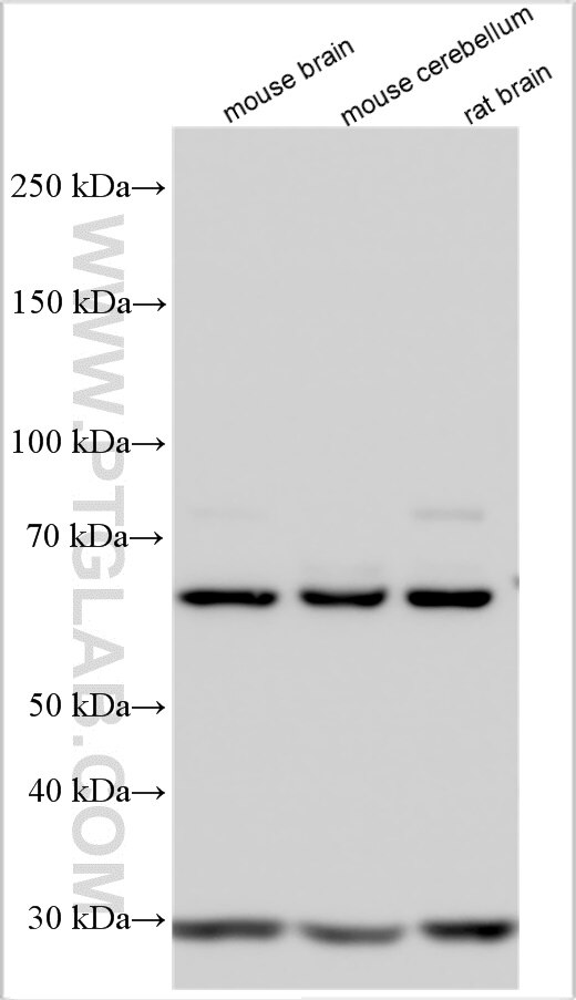 Various lysates were subjected to SDS PAGE followed by western blot with 55370-1-AP (SKOR2 antibody) at dilution of 1:8000 incubated at room temperature for 1.5 hours. Western Blot (WB) analysis of various lysates using SKOR2 Polyclonal antibody (55370-1-AP)