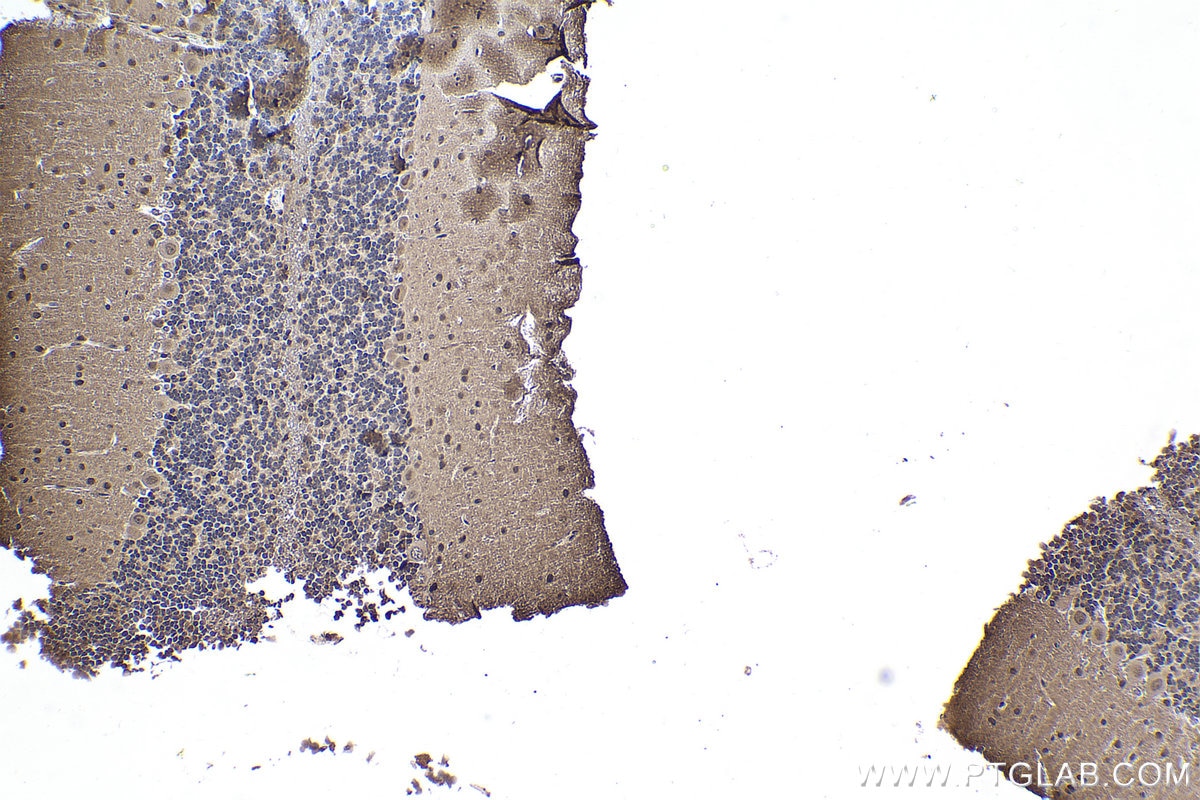 IHC staining of rat cerebellum using 67745-1-Ig Immunohistochemistry (IHC) staining of rat cerebellum tissue using SKP1 Monoclonal antibody (67745-1-Ig)