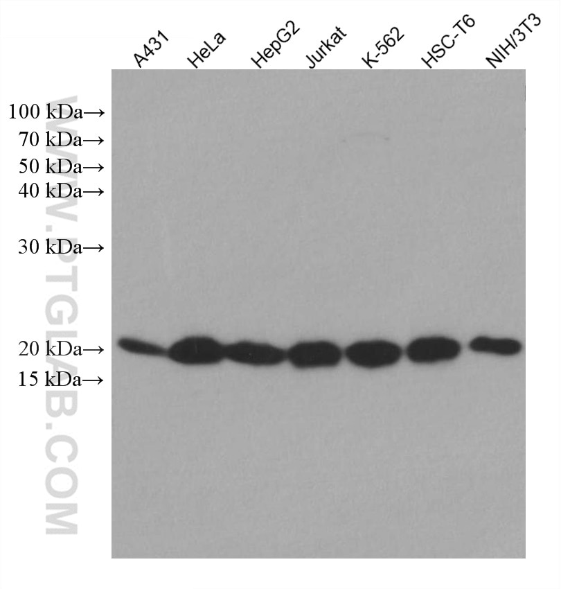 Western Blot (WB) analysis of various lysates using SKP1 Monoclonal antibody (67745-1-Ig)