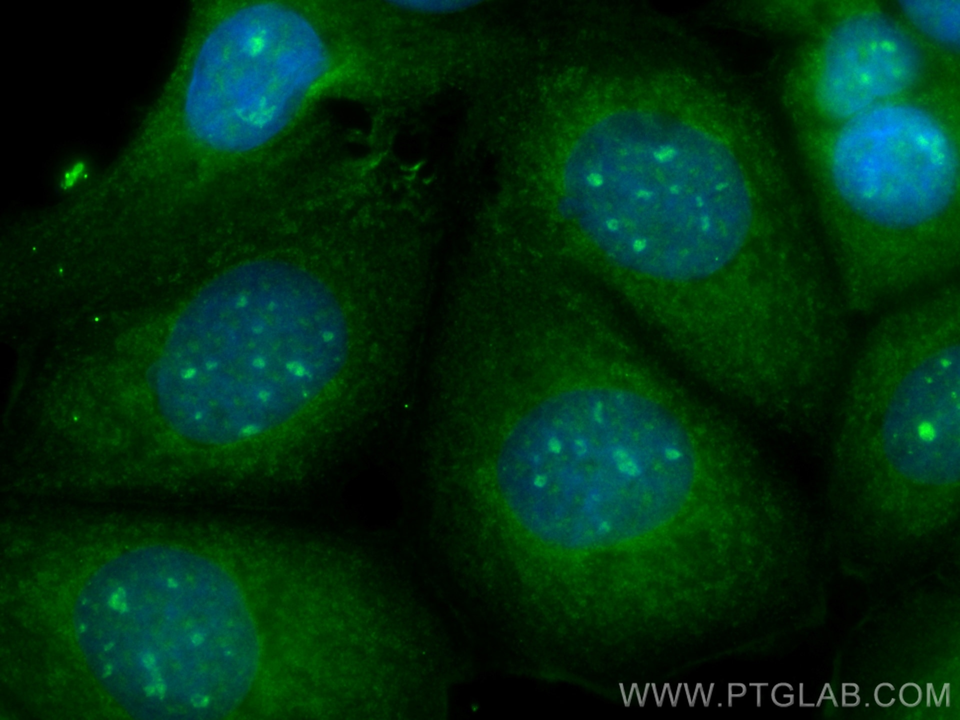 Immunofluorescence (IF) / fluorescent staining of MCF-7 cells using CoraLite® Plus 488-conjugated SKP1 Monoclonal anti (CL488-67745)