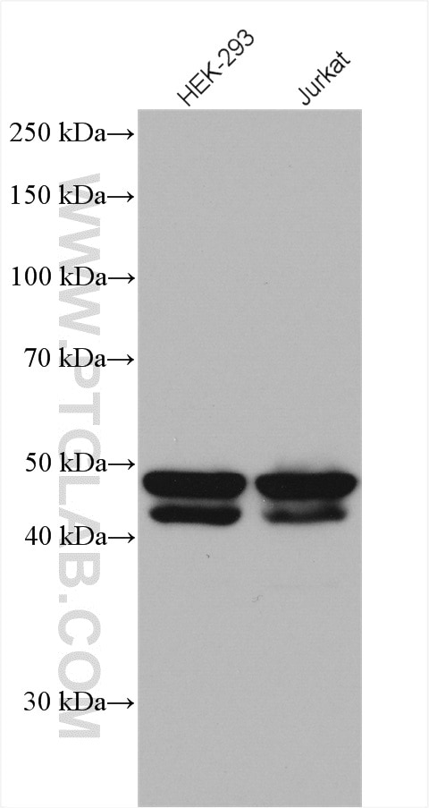 Western Blot (WB) analysis of various lysates using SKP2 Polyclonal antibody (15010-1-AP)