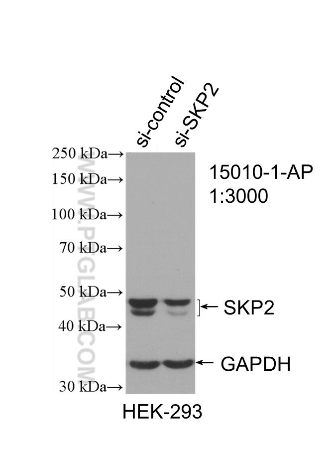 Western Blot (WB) analysis of HEK-293 cells using SKP2 Polyclonal antibody (15010-1-AP)