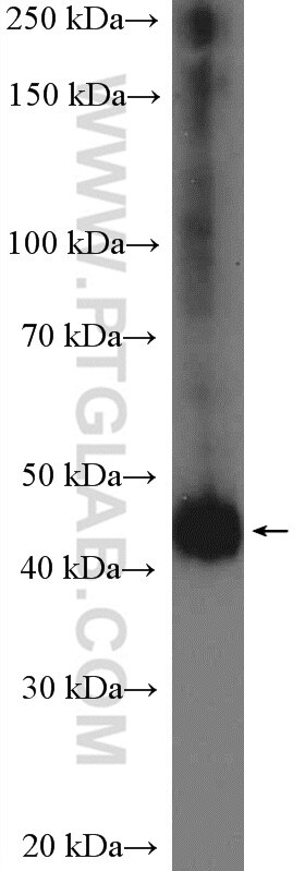 Western Blot (WB) analysis of HEK-293 cells using SKP2 Polyclonal antibody (15010-1-AP)