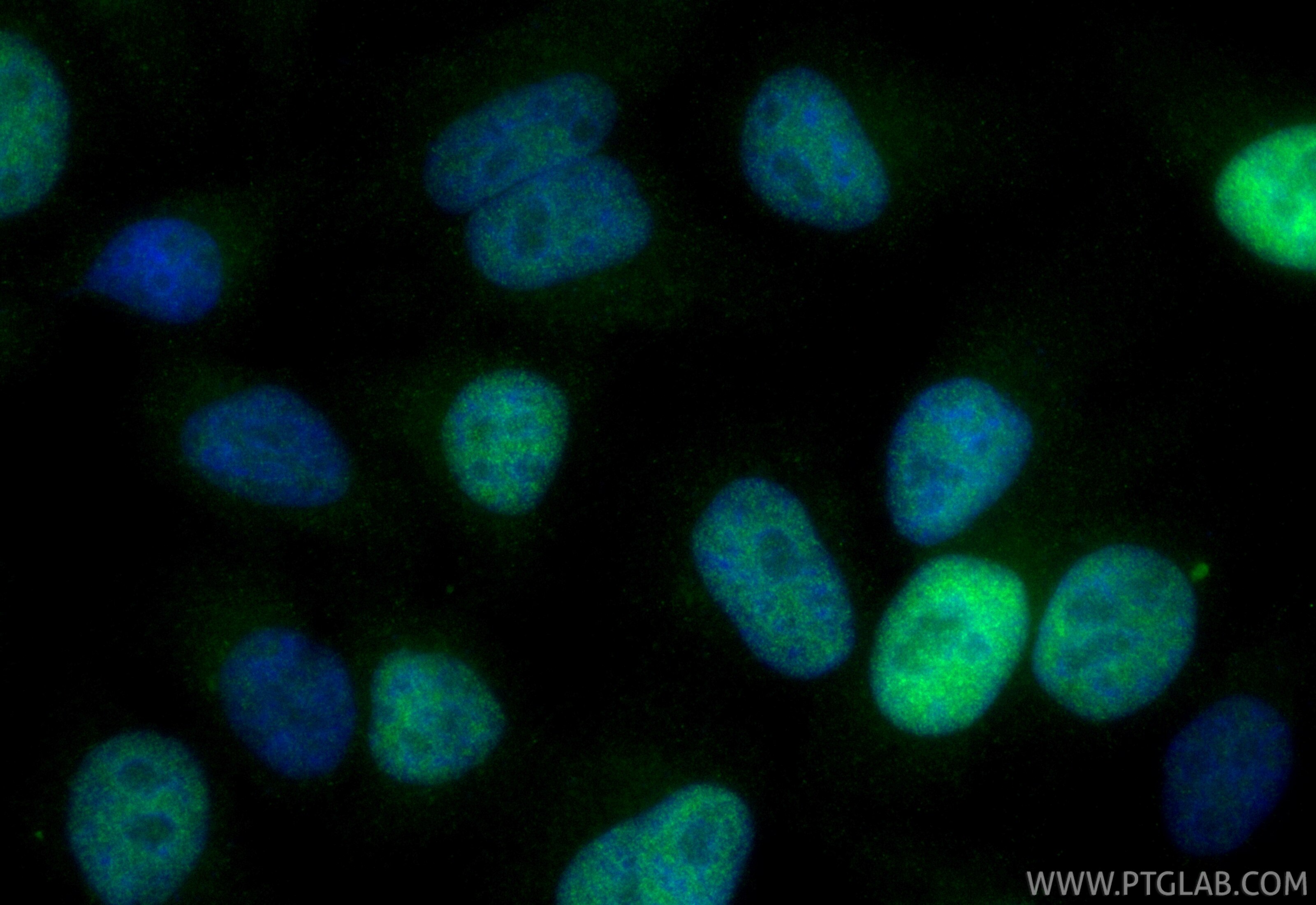 Immunofluorescence (IF) / fluorescent staining of HepG2 cells using CoraLite® Plus 488-conjugated SKP2 Recombinant mon (CL488-85670-4)