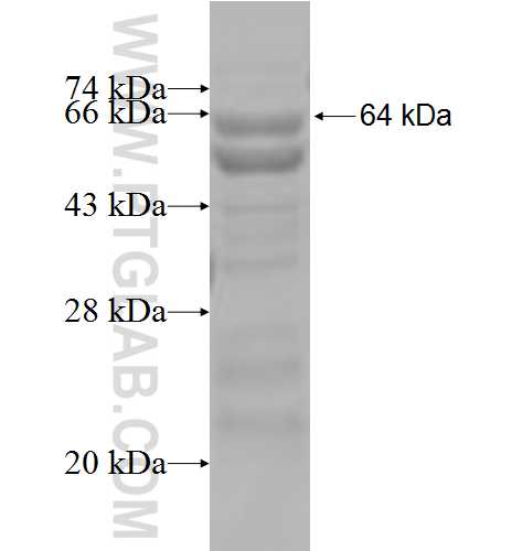 SKP2 fusion protein Ag6826 SDS-PAGE