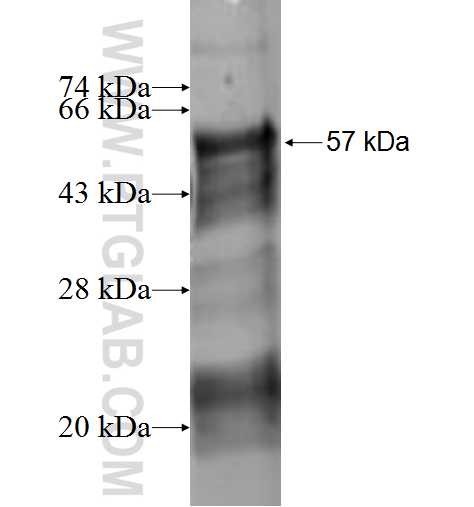 SLA fusion protein Ag1073 SDS-PAGE