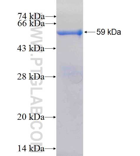 SLA2 fusion protein Ag5334 SDS-PAGE