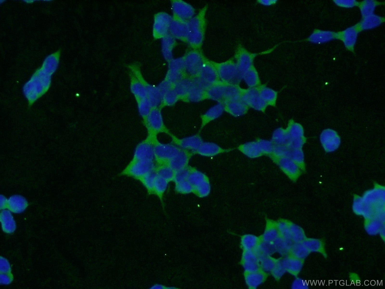 Immunofluorescence (IF) / fluorescent staining of HEK-293 cells using SLAIN1 Polyclonal antibody (22123-1-AP)