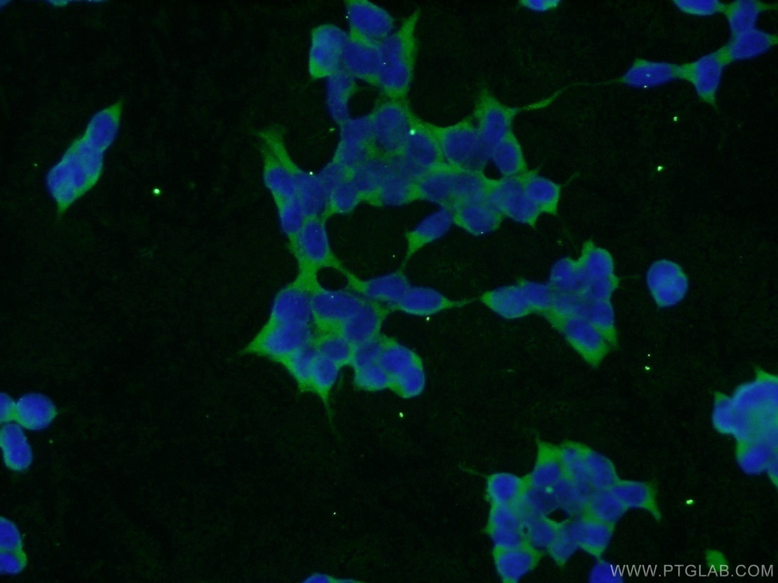 IF Staining of HEK-293 using 22123-1-AP