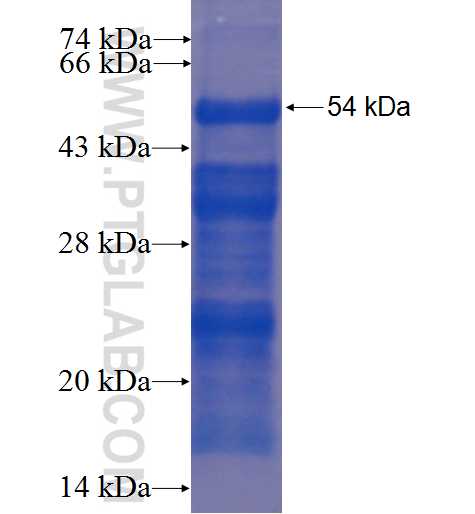 SLAIN2 fusion protein Ag4888 SDS-PAGE