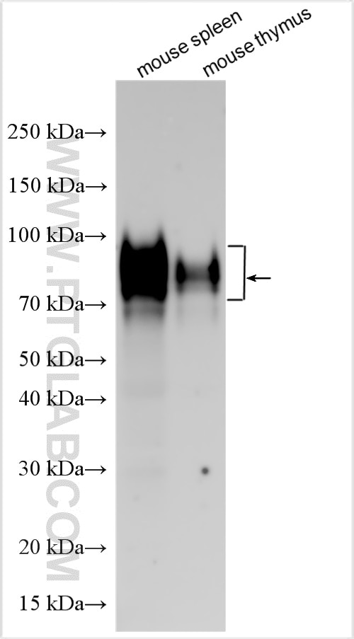 Western Blot (WB) analysis of various lysates using SLAM/CD150 Polyclonal antibody (32660-1-AP)