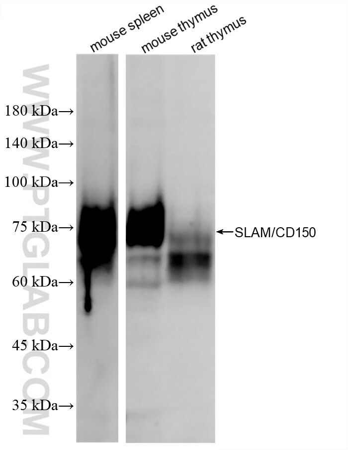 Western Blot (WB) analysis of various lysates using SLAM/CD150 Recombinant antibody (85073-1-RR)