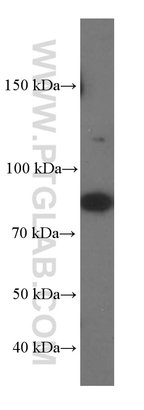Western Blot (WB) analysis of Jurkat cells using SLAM/CD150 Monoclonal antibody (60043-1-Ig)