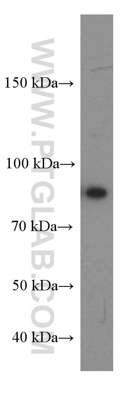 Western Blot (WB) analysis of HUVEC cells using SLAM/CD150 Monoclonal antibody (60043-1-Ig)