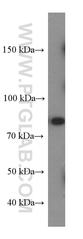 Western Blot (WB) analysis of Raji cells using SLAM/CD150 Monoclonal antibody (60043-1-Ig)