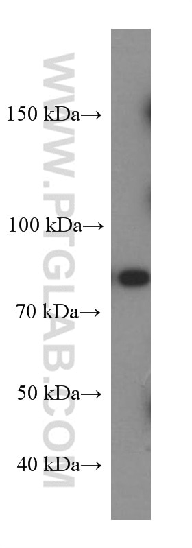 Western Blot (WB) analysis of Raji cells using SLAM/CD150 Monoclonal antibody (60043-1-Ig)