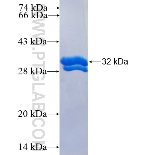 SLAMF1 fusion protein Ag1386 SDS-PAGE