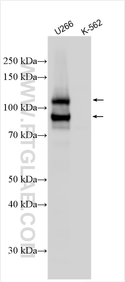 SLAMF3/CD229