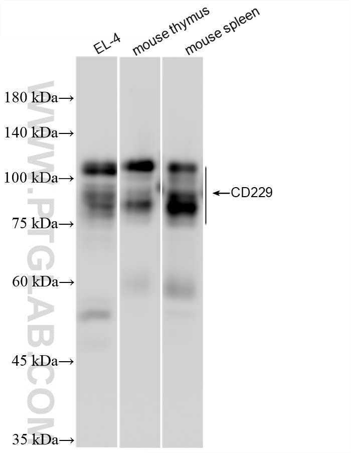 Western Blot (WB) analysis of EL-4 cells using SLAMF3/CD229 Recombinant antibody (84817-4-RR)