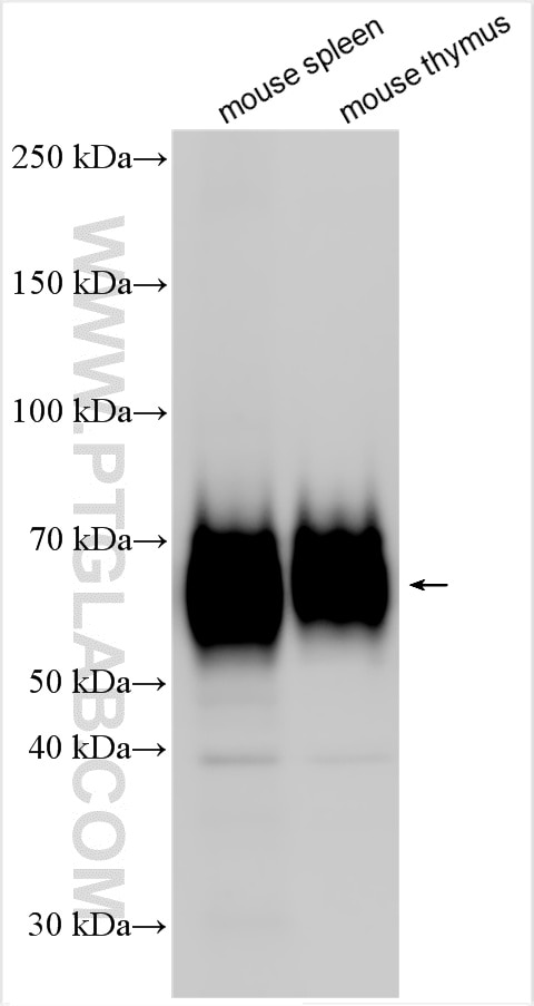 Western Blot (WB) analysis of various lysates using SLAMF6 Polyclonal antibody (33396-1-AP)