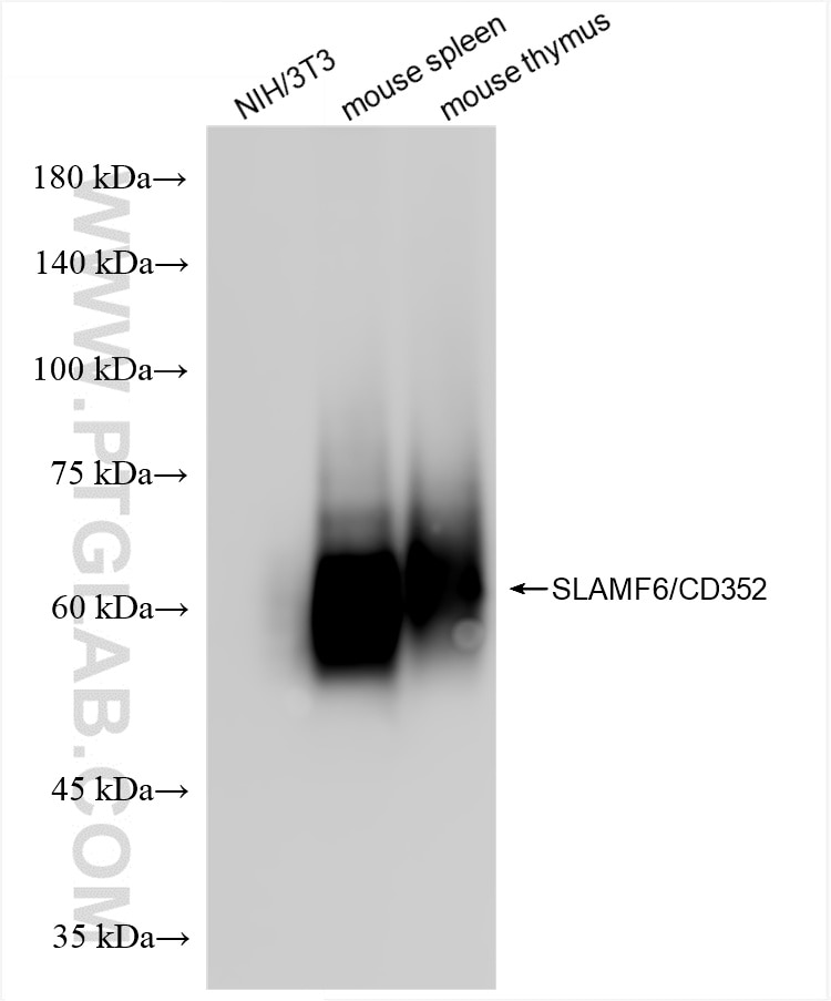 Western Blot (WB) analysis of various lysates using SLAMF6 Recombinant antibody (86422-1-RR)