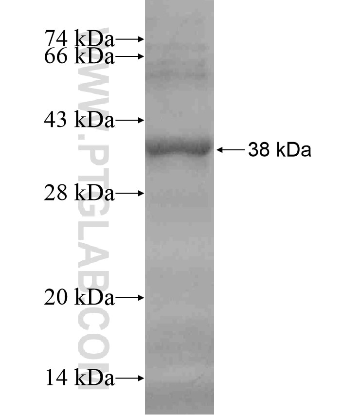 SLAMF6 fusion protein Ag18517 SDS-PAGE