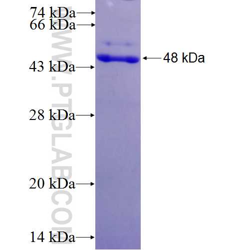 SLAMF7 fusion protein Ag3804 SDS-PAGE