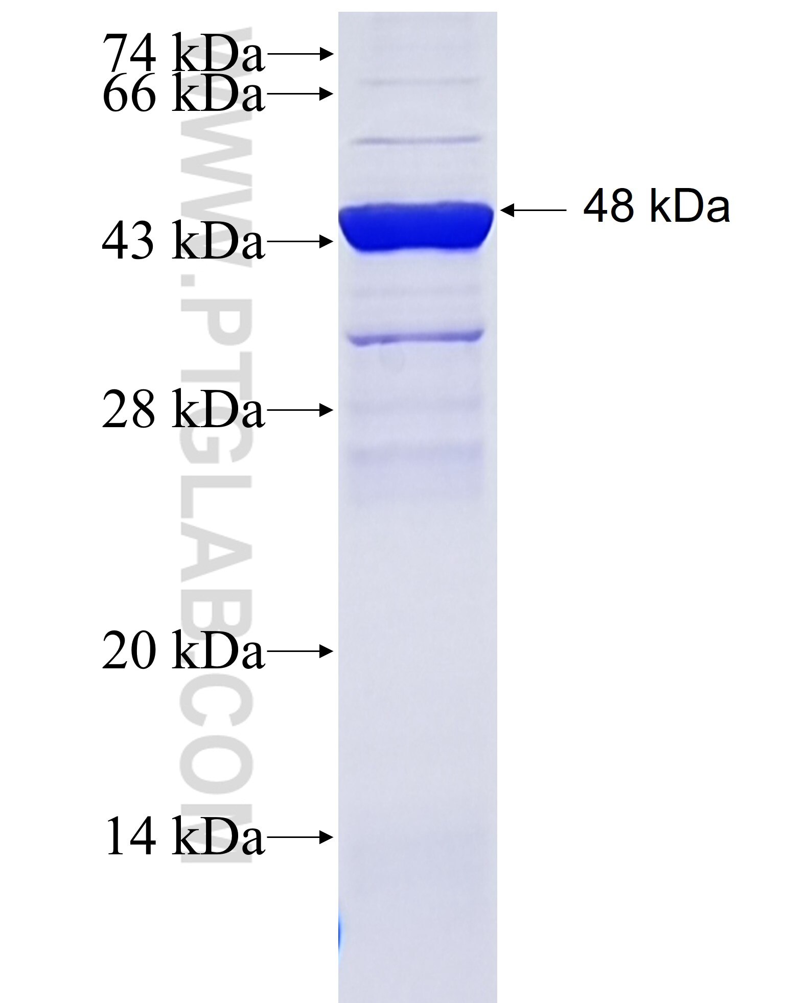 SLAMF7 fusion protein Ag3804 SDS-PAGE