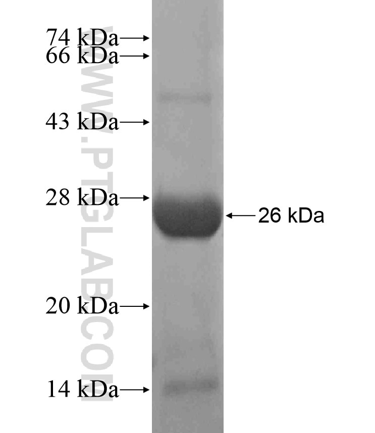 SLAMF8 fusion protein Ag17983 SDS-PAGE