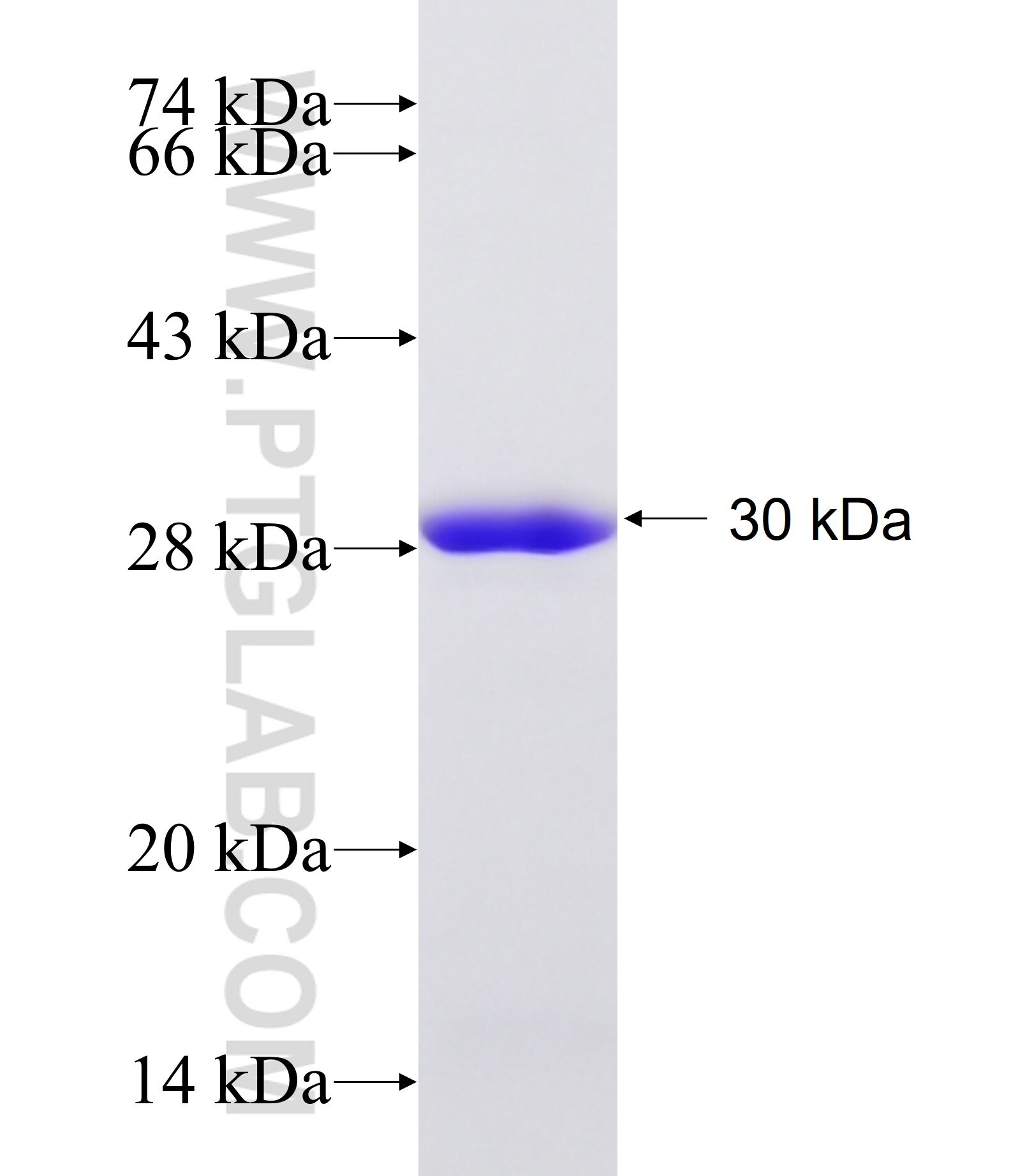 SLAMF8 fusion protein Ag17983 SDS-PAGE