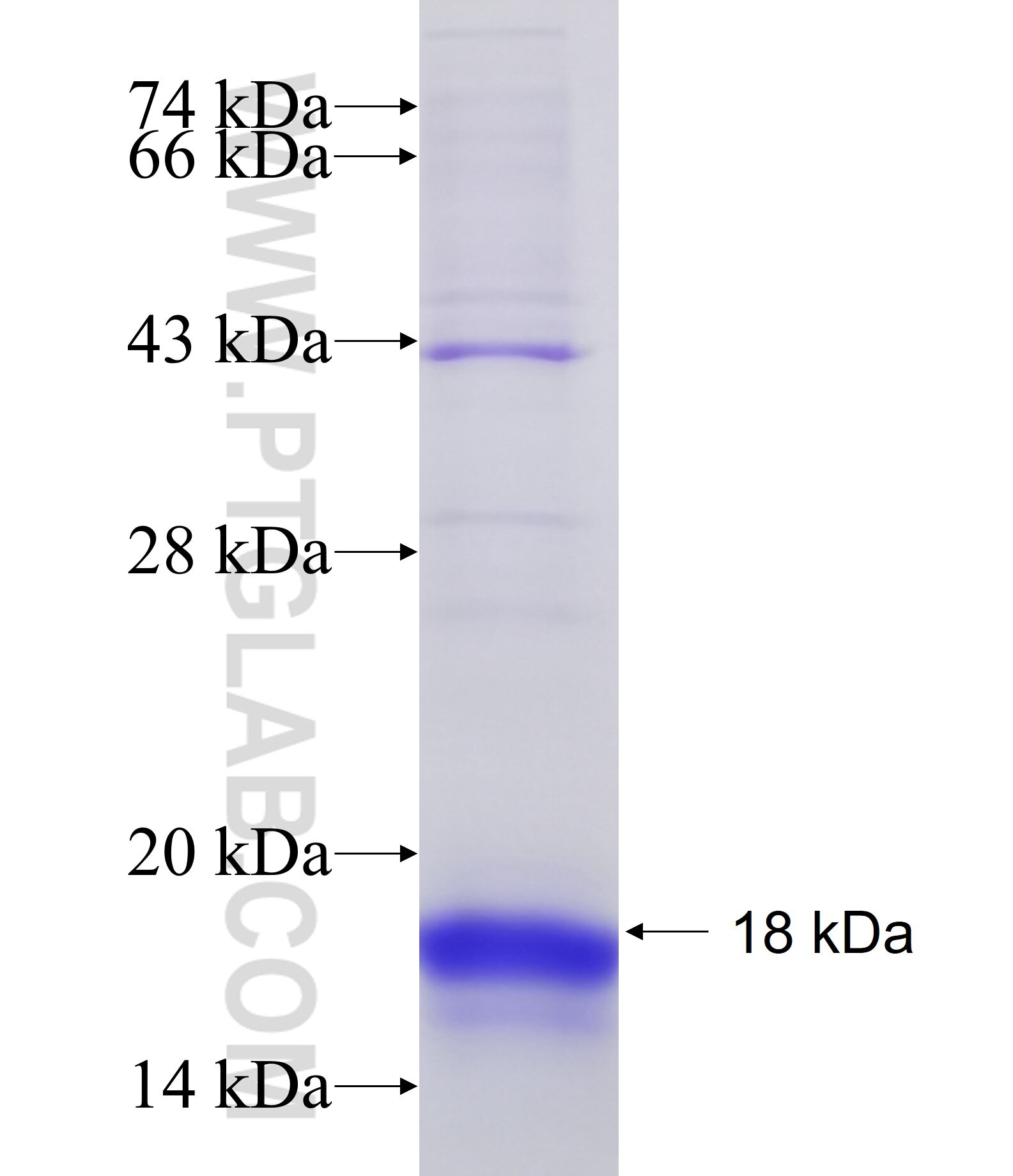 SLC10A1 fusion protein Ag25680 SDS-PAGE