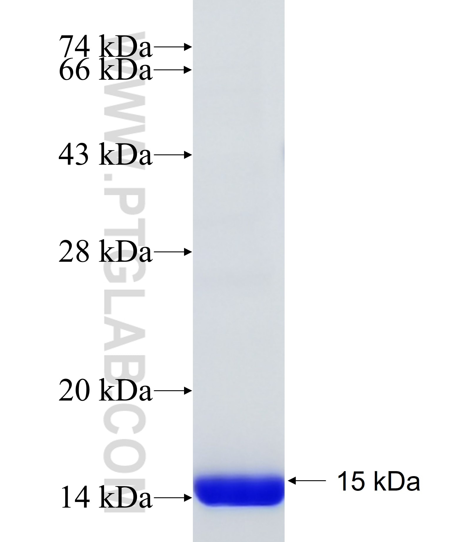 SLC10A2 fusion protein Ag29961 SDS-PAGE
