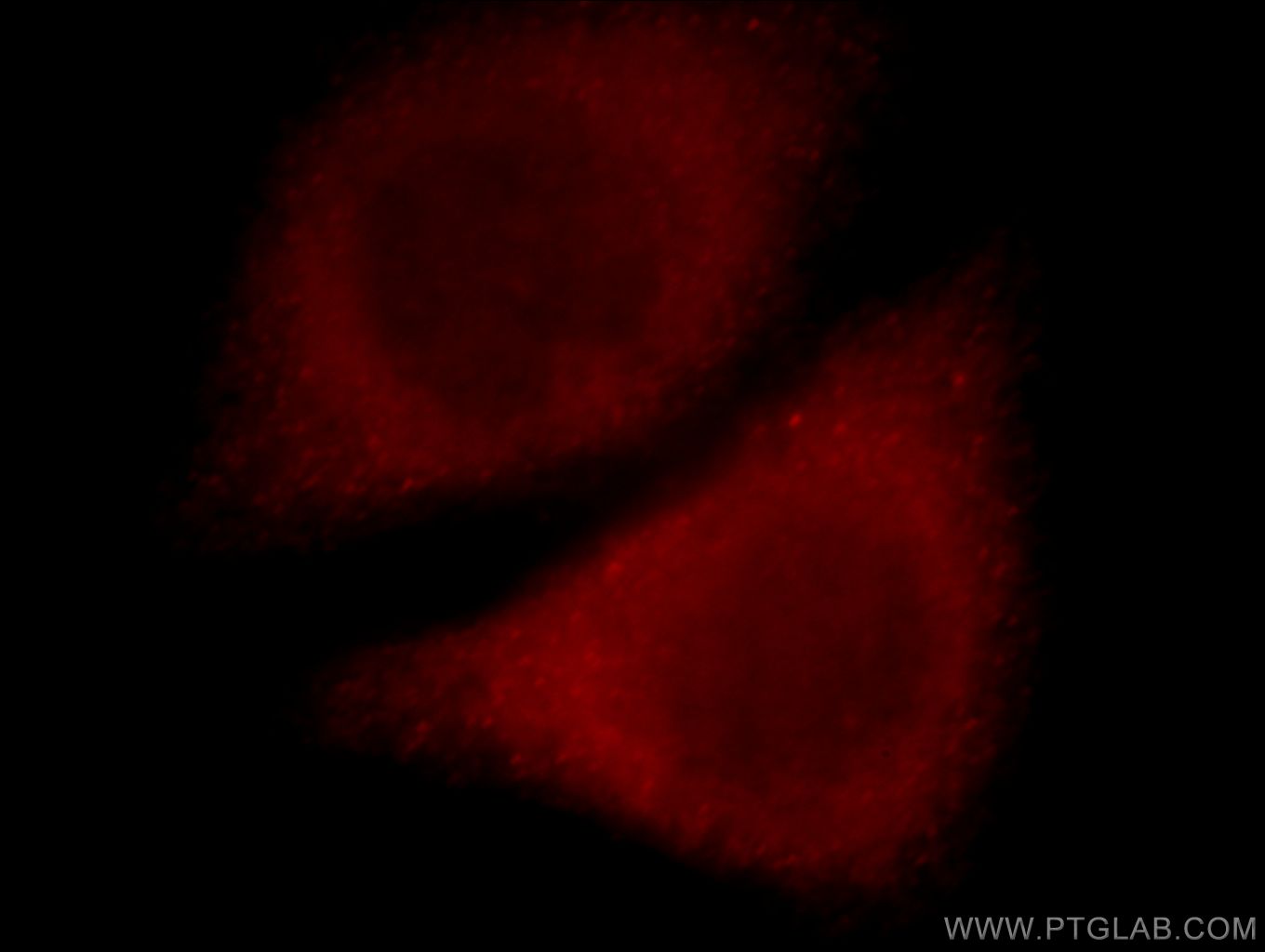 Immunofluorescence (IF) / fluorescent staining of HeLa cells using SLC10A3 Polyclonal antibody (19909-1-AP)