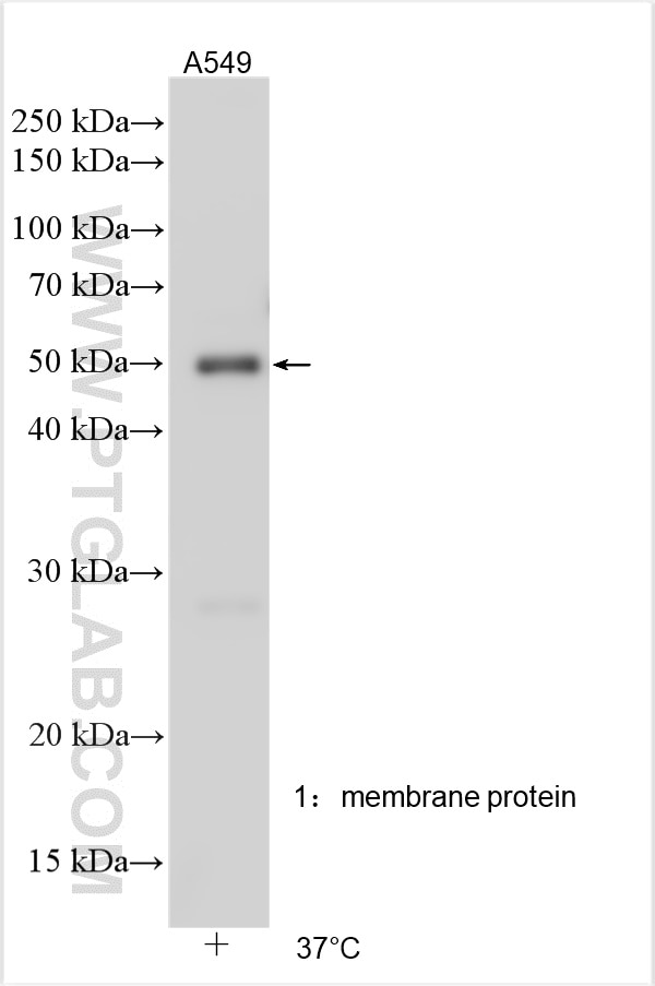 Western Blot (WB) analysis of various lysates using SLC10A3 Polyclonal antibody (19909-1-AP)