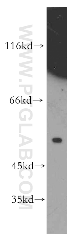 Western Blot (WB) analysis of mouse liver tissue using SLC10A3 Polyclonal antibody (19909-1-AP)