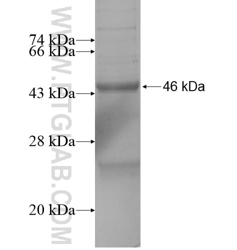 SLC10A3 fusion protein Ag13915 SDS-PAGE