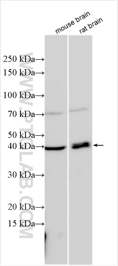 Western Blot (WB) analysis of various lysates using SLC10A4 Polyclonal antibody (31329-1-AP)